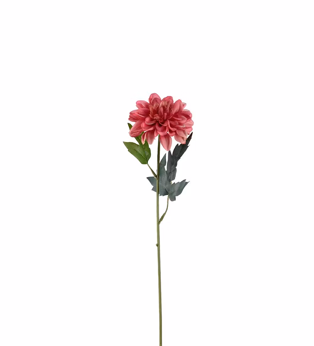 Zinnia blomst Pink