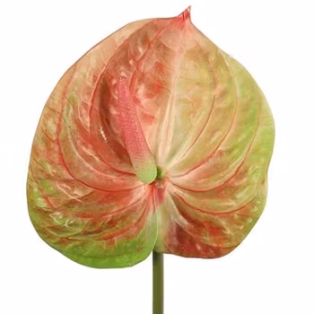 Anthurium multifarvet