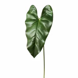 Anthurium blad grøn