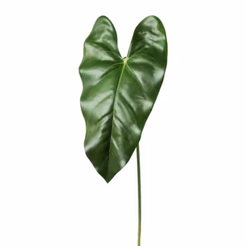 Anthurium blad grøn