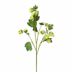Humle gren grøn