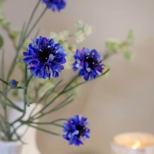 Kornblomst blå