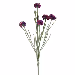 Kornblomst lilla