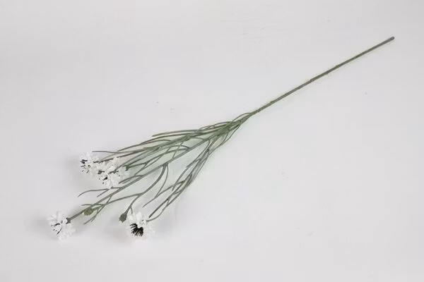 Kornblomst Hvid