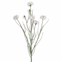 Kornblomst Hvid