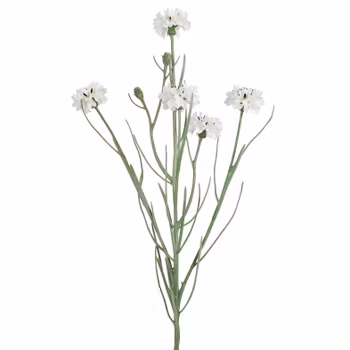 Kornblomst Hvid