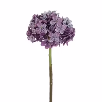 Hortensia lilla