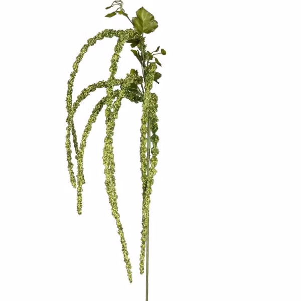Amaranthus grøn