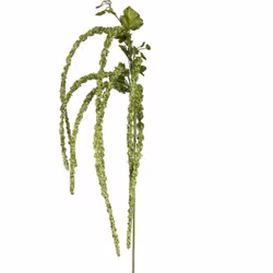 Amaranthus grøn