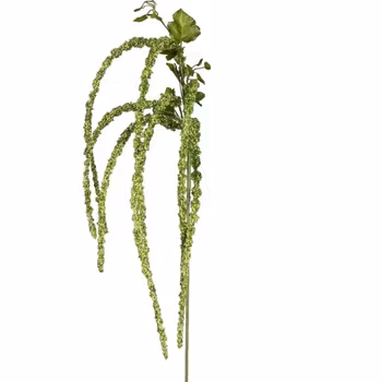 Amaranthus grøn