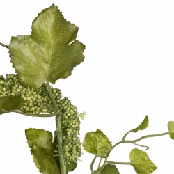 Amaranthus grøn