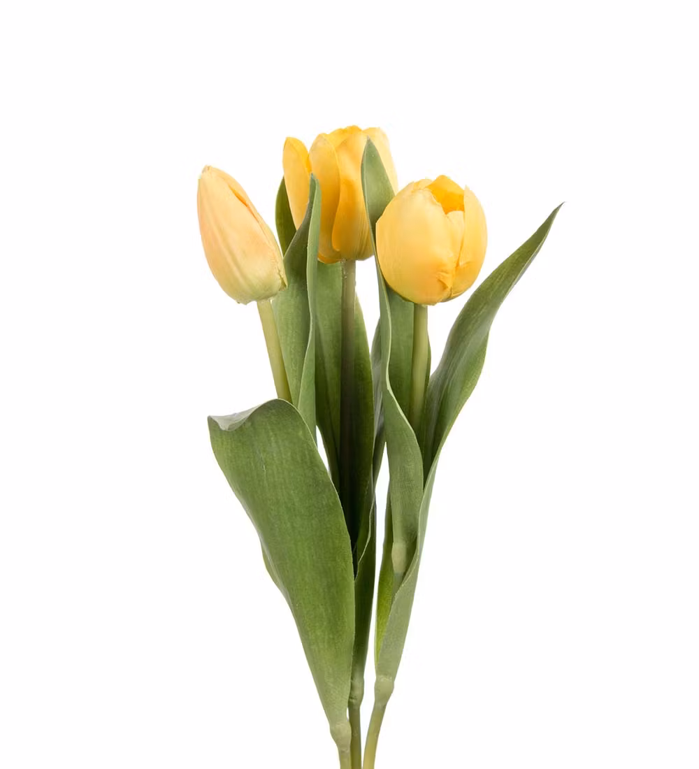 Papegøjetulipan Gul