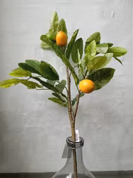 Stor citron gren