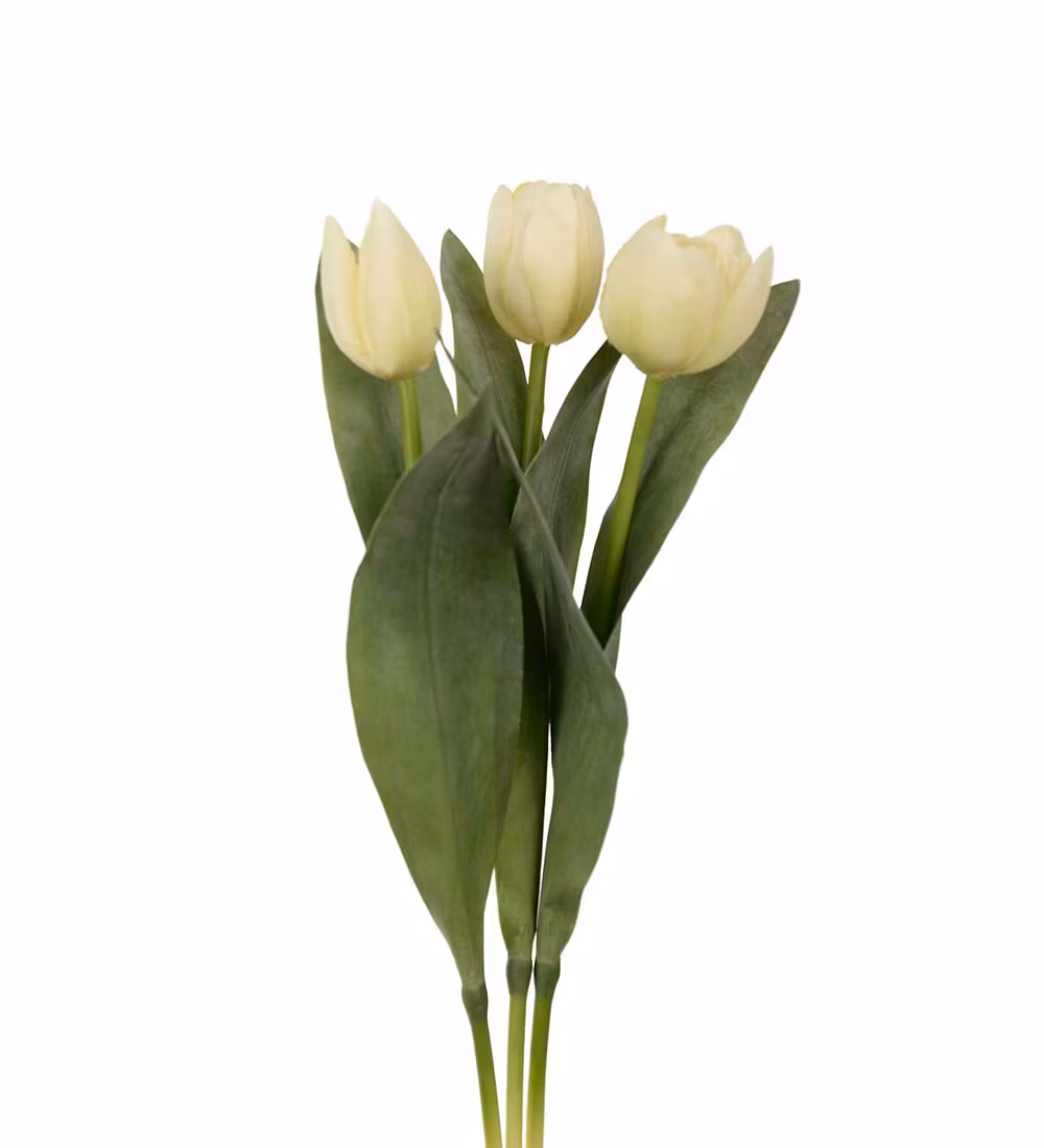 Papegøjetulipan creme
