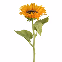 Solsikke