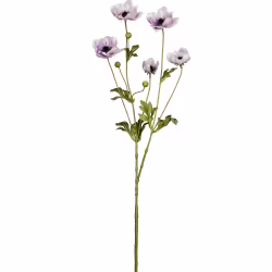 Anemone lys lilla