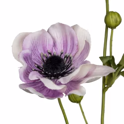 Anemone lys lilla