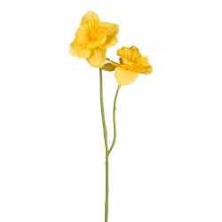 Påskelilje gul