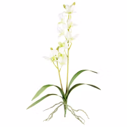 Orkide dendrobie creme