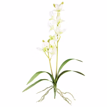 Orkide dendrobie creme