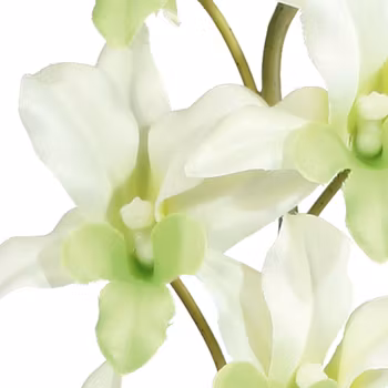 Orkide dendrobie creme