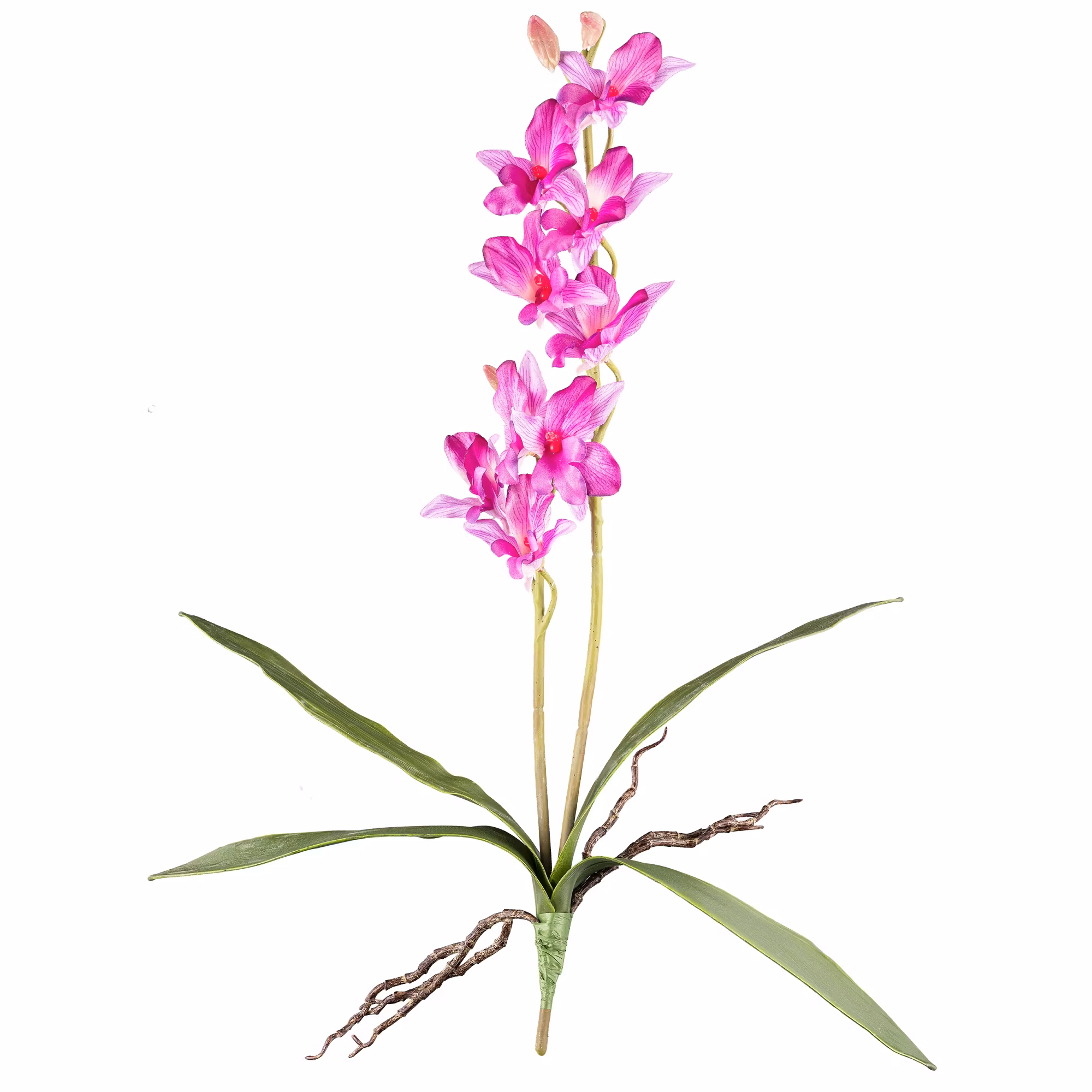 Orkide dendrobie Pink