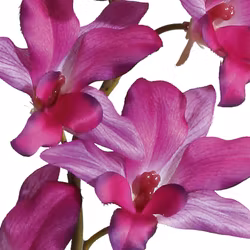 Orkide dendrobie Pink