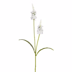 Lysimachia Hvid H 63 cm