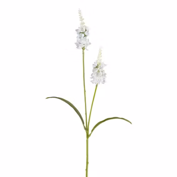Lysimachia Hvid H 63 cm