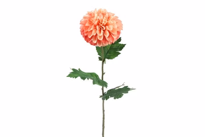 Dahlia sart Rosa