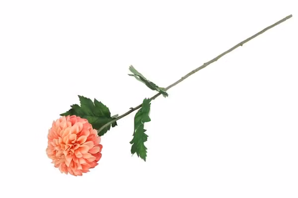 Dahlia sart Rosa