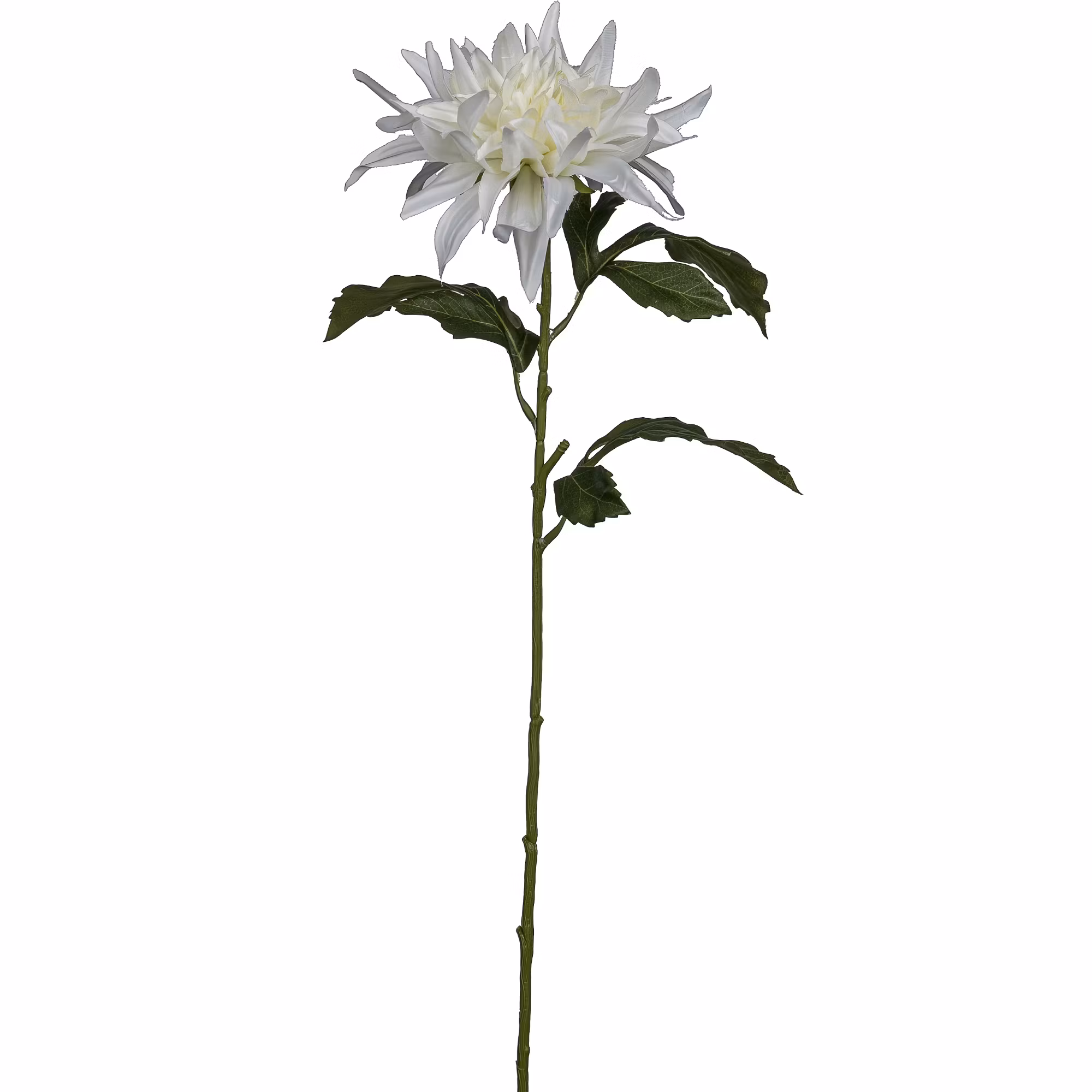 Dahlia Hvid