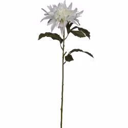Dahlia Hvid