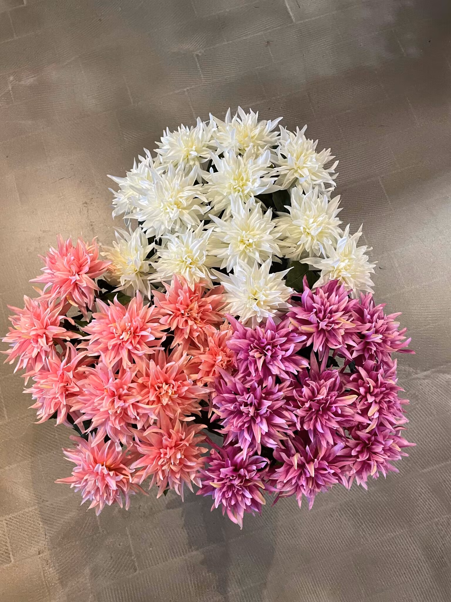 Dahlia Hvid