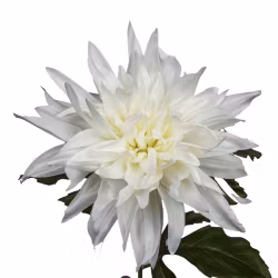 Dahlia Hvid
