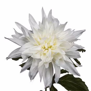 Dahlia Hvid