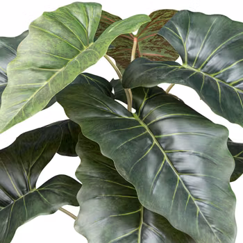 Taro plante grøn