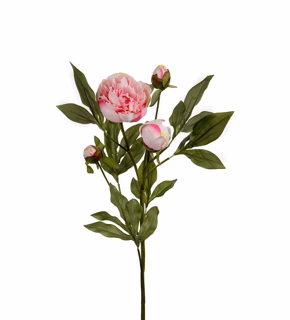 Paeonia Hvid/pink
