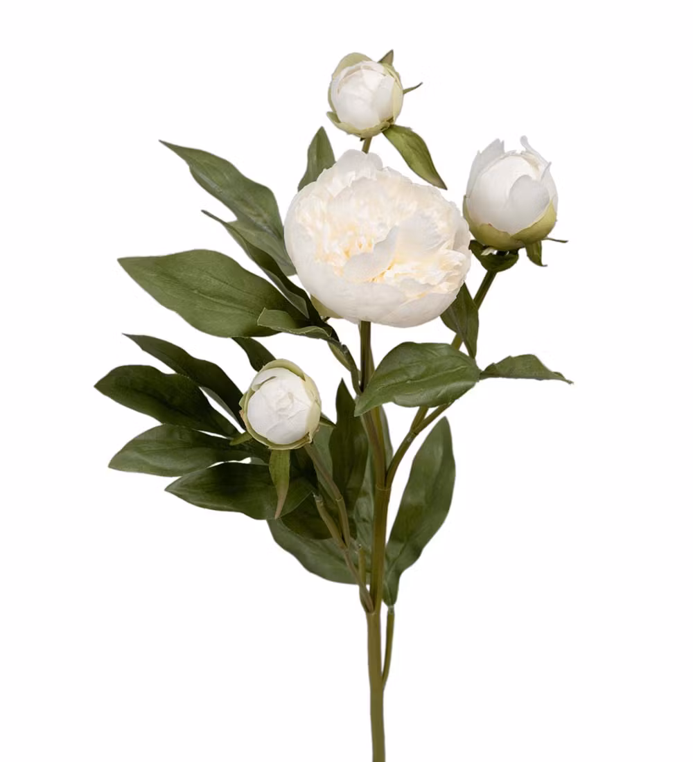 Paeonia Hvid