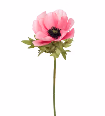 Anemone pink