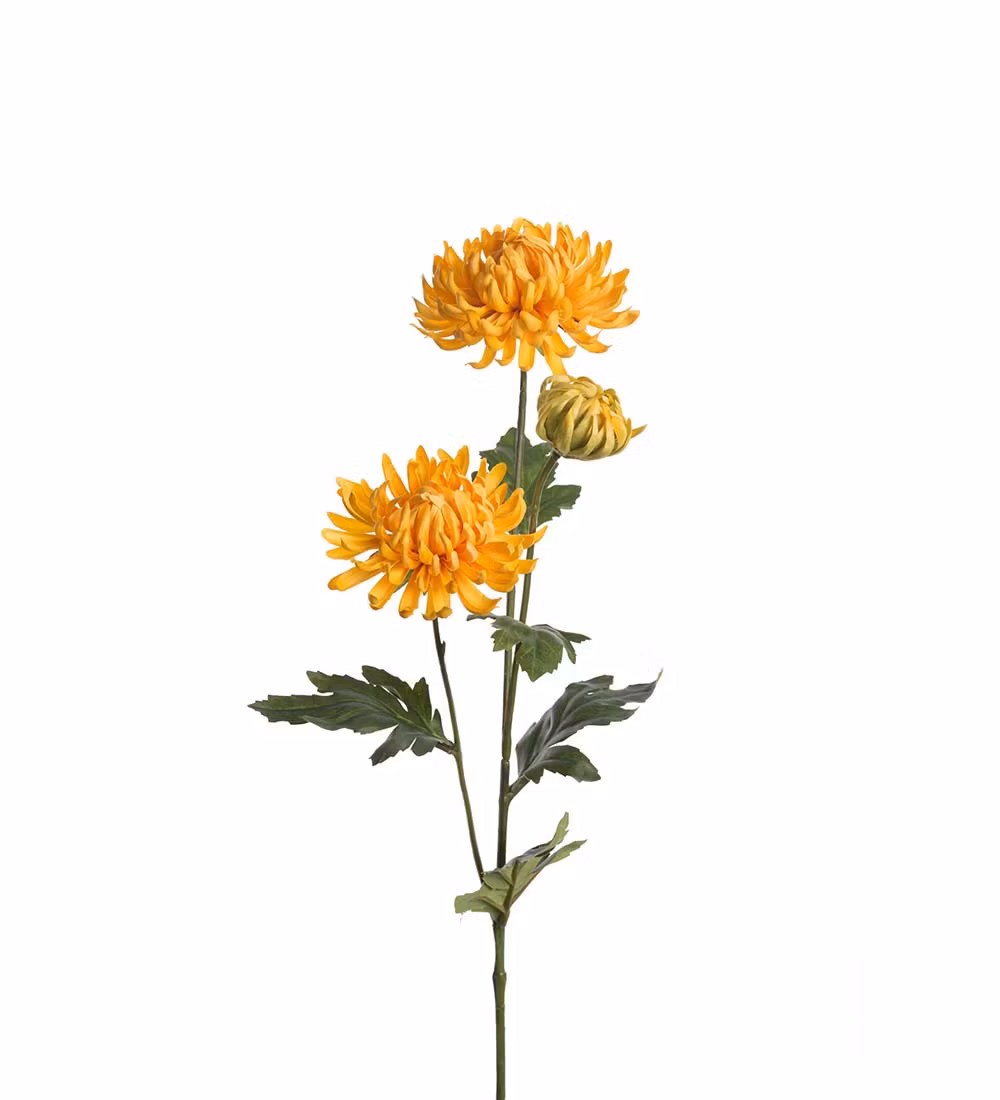 Chrysanthemum Gul