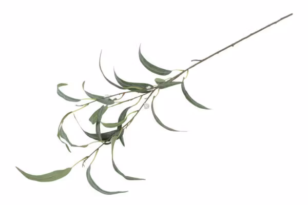 Eucalyptus grøn