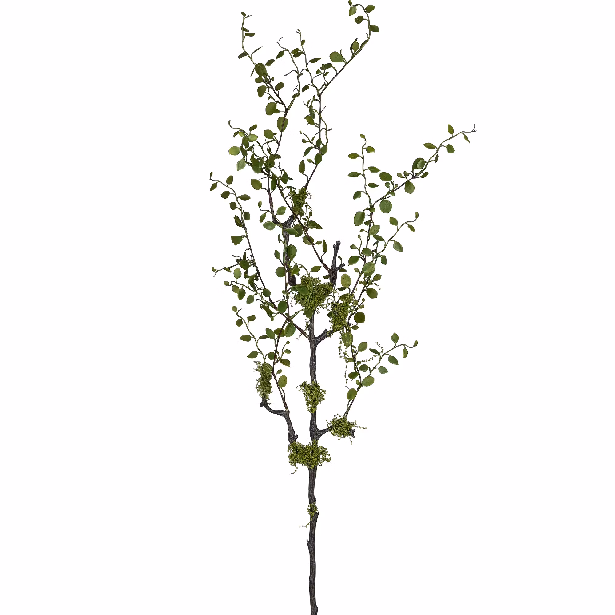Muhlenbeckia gren