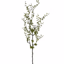 Muhlenbeckia gren