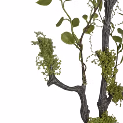 Muhlenbeckia gren