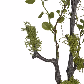 Muhlenbeckia gren