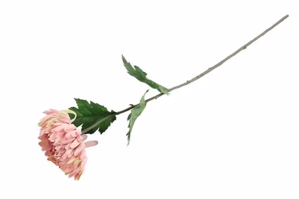 Chrysanthemum rosa