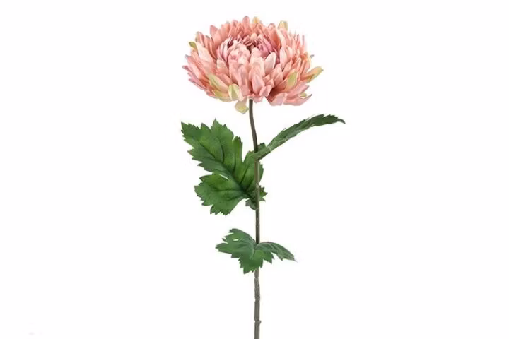 Chrysanthemum rosa