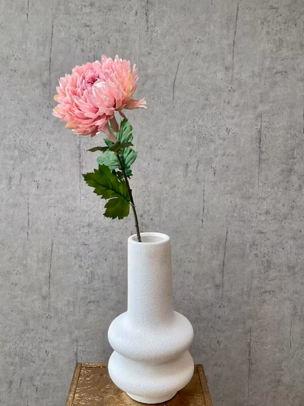 Chrysanthemum rosa