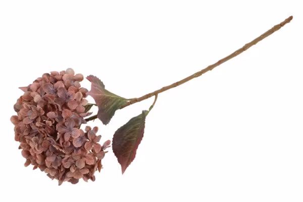 Hortensia copper